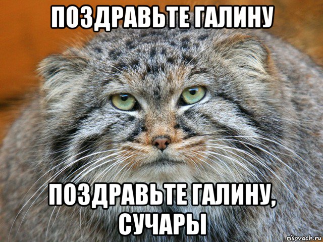 поздравьте галину поздравьте галину, сучары