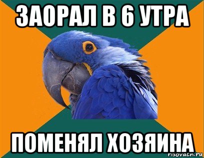 заорал в 6 утра поменял хозяина, Мем Попугай параноик