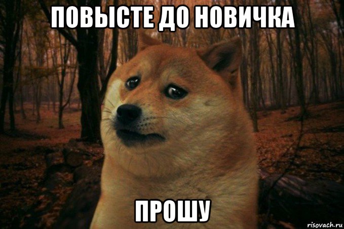 повысте до новичка прошу, Мем SAD DOGE