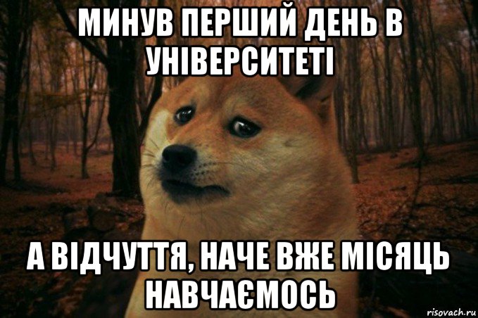 минув перший день в університеті а відчуття, наче вже місяць навчаємось, Мем SAD DOGE