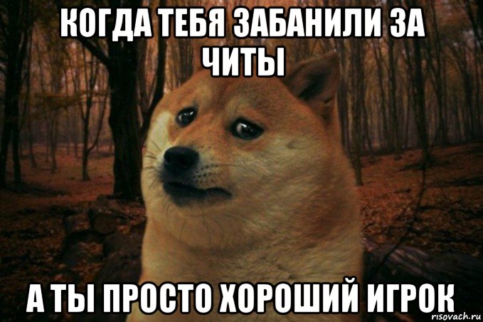 когда тебя забанили за читы а ты просто хороший игрок, Мем SAD DOGE