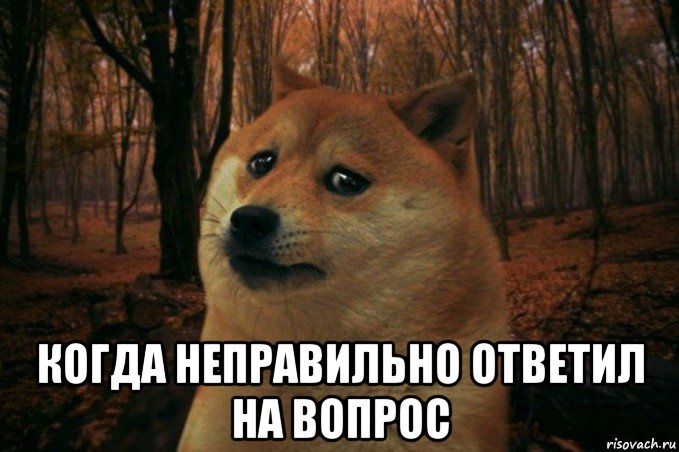  когда неправильно ответил на вопрос, Мем SAD DOGE