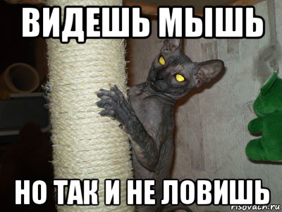 видешь мышь но так и не ловишь