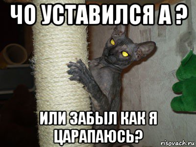 чо уставился а ? или забыл как я царапаюсь?