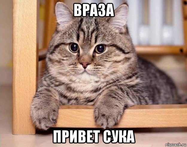 враза привет сука