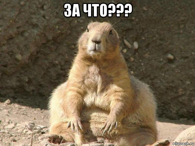 за что??? , Мем суслик