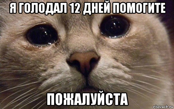 я голодал 12 дней помогите пожалуйста, Мем   В мире грустит один котик