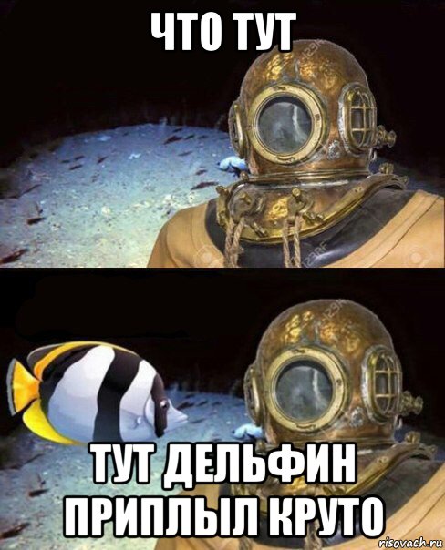 что тут тут дельфин приплыл круто