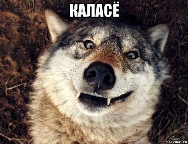 каласё , Мем Волк