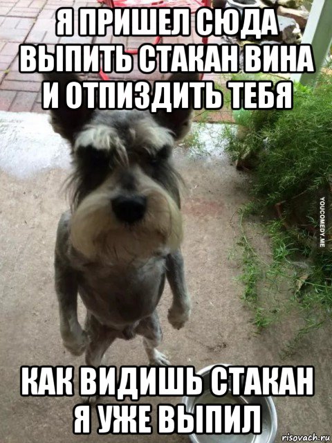 я пришел сюда выпить стакан вина и отпиздить тебя как видишь стакан я уже выпил, Мем Я пришел сюда поесть