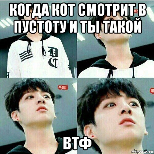 когда кот смотрит в пустоту и ты такой втф