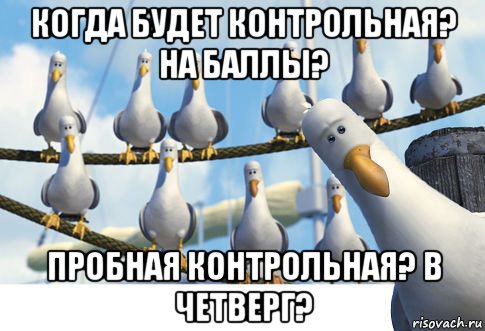 когда будет контрольная? на баллы? пробная контрольная? в четверг?, Мем чайки