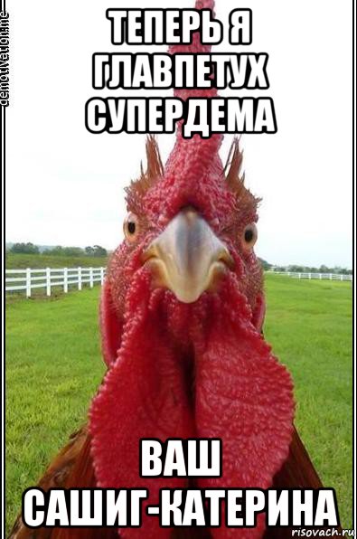 теперь я главпетух супердема ваш сашиг-катерина