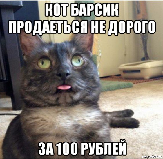 кот барсик продаеться не дорого за 100 рублей, Мем   Кот завис