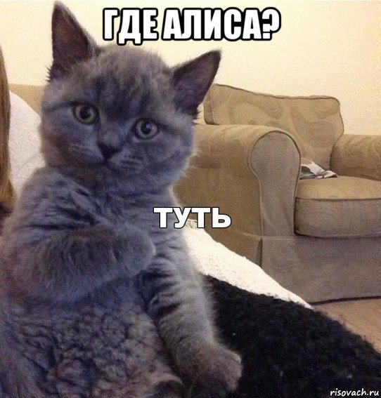 где алиса? , Мем Котик - Туть