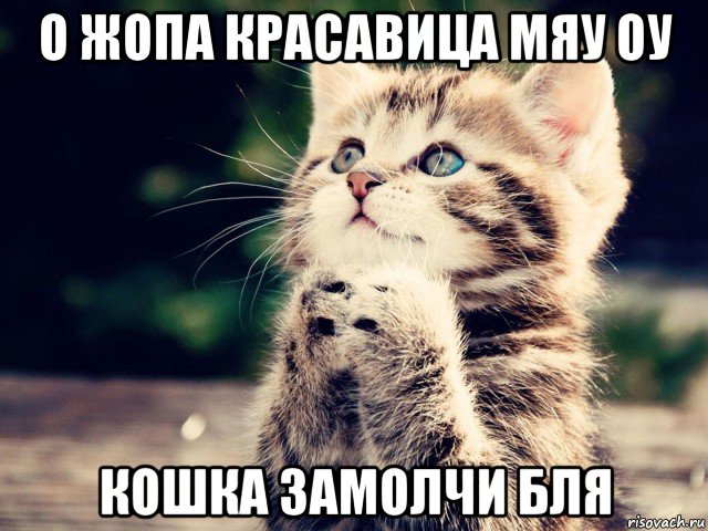 о жопа красавица мяу оу кошка замолчи бля