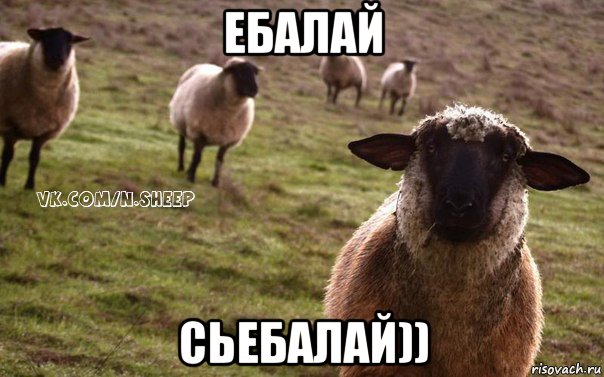 ебалай сьебалай))