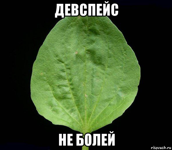 девспейс не болей, Мем Подорожник