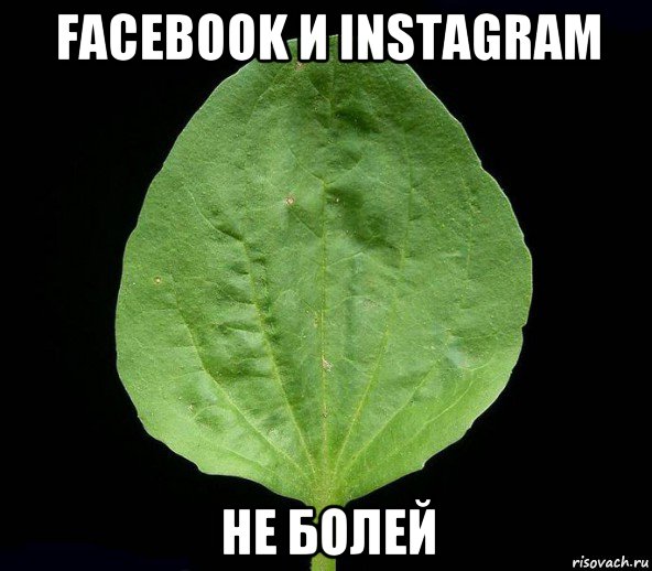 facebook и instagram не болей, Мем Подорожник