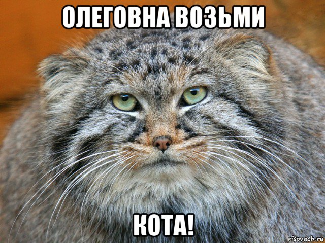 олеговна возьми кота!