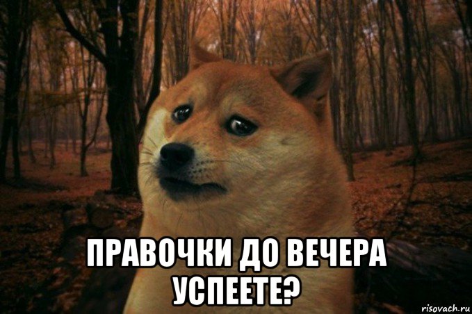  правочки до вечера успеете?, Мем SAD DOGE