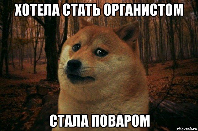 хотела стать органистом стала поваром, Мем SAD DOGE