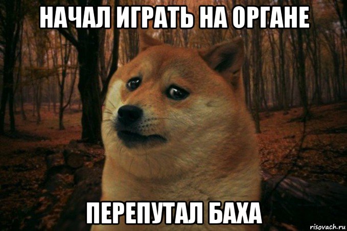 начал играть на органе перепутал баха, Мем SAD DOGE