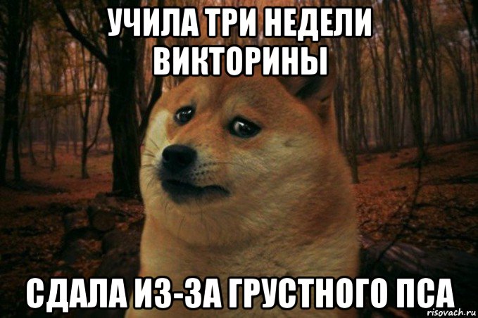 учила три недели викторины сдала из-за грустного пса, Мем SAD DOGE