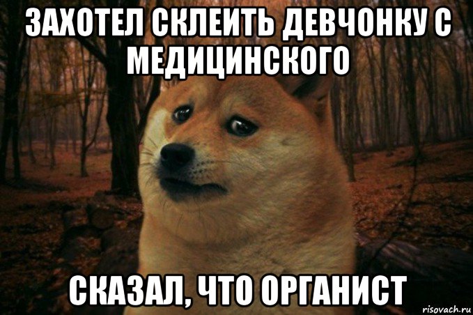 захотел склеить девчонку с медицинского сказал, что органист, Мем SAD DOGE