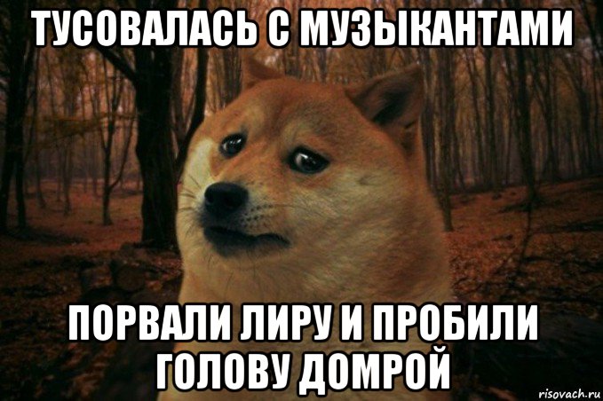 тусовалась с музыкантами порвали лиру и пробили голову домрой, Мем SAD DOGE