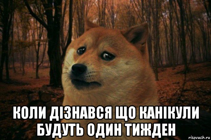  коли дізнався що канікули будуть один тижден, Мем SAD DOGE