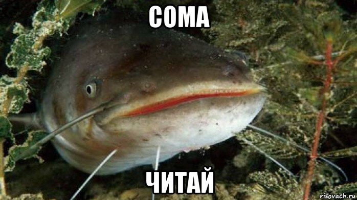 сома читай