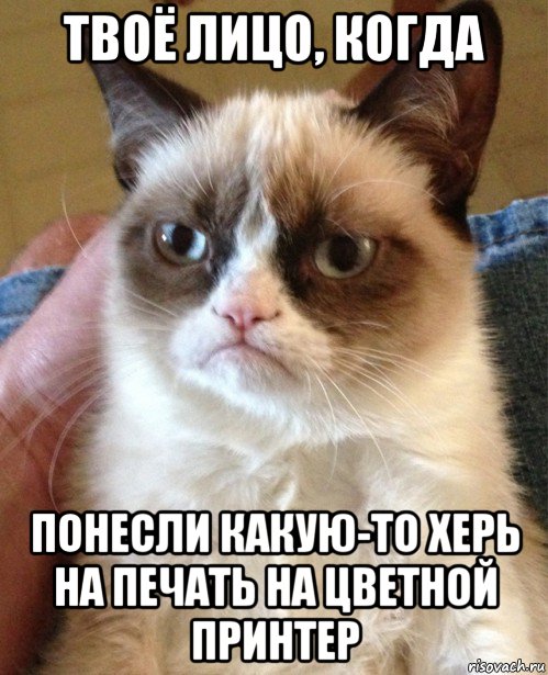 твоё лицо, когда понесли какую-то херь на печать на цветной принтер, Мем Угрюмый кот