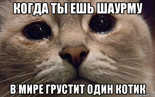 когда ты ешь шаурму в мире грустит один котик, Мем   В мире грустит один котик