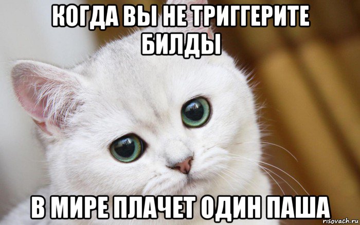 когда вы не триггерите билды в мире плачет один паша, Мем  В мире грустит один котик