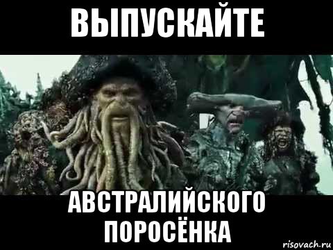 выпускайте австралийского поросёнка