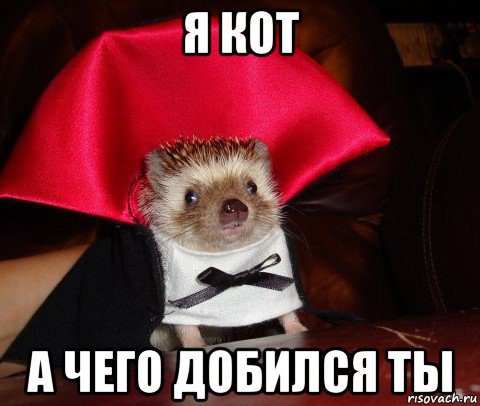 я кот а чего добился ты