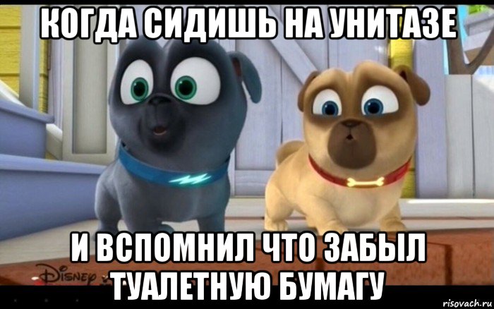 когда сидишь на унитазе и вспомнил что забыл туалетную бумагу