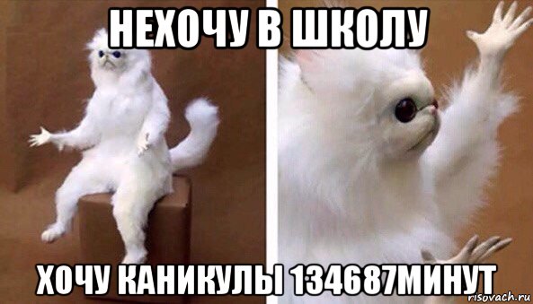 нехочу в школу хочу каникулы 134687минут, Мем Чучело кота