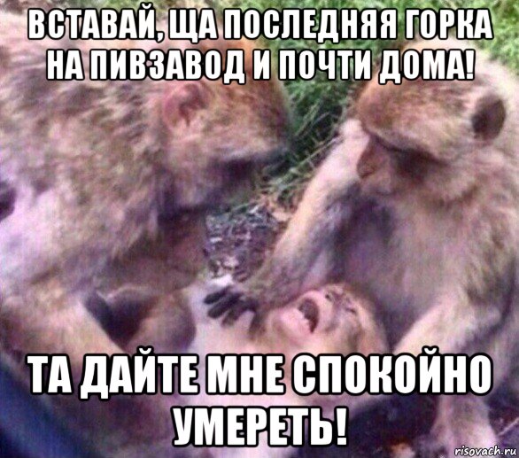 вставай, ща последняя горка на пивзавод и почти дома! та дайте мне спокойно умереть!