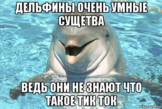 дельфины очень умные сущетва ведь они не знают что такое тик ток