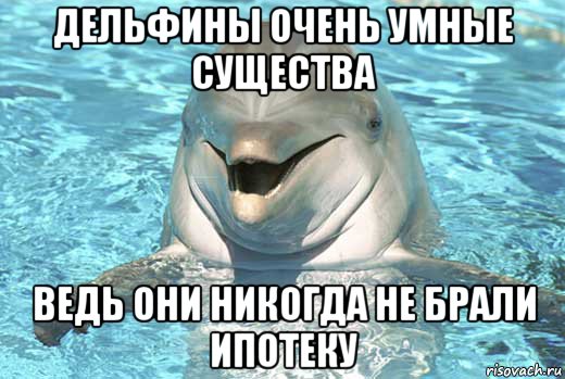 дельфины очень умные существа ведь они никогда не брали ипотеку, Мем Дельфин