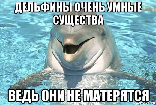 дельфины очень умные существа ведь они не матерятся, Мем Дельфин