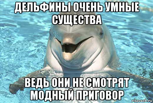 дельфины очень умные существа ведь они не смотрят модный приговор