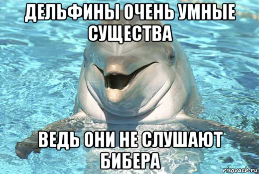 дельфины очень умные существа ведь они не слушают бибера