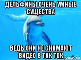 дельфины очень умные существа ведь они не снимают видео в тик ток