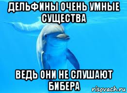 дельфины очень умные существа ведь они не слушают бибера