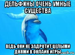 дельфины очень умные существа ведь они не задротит целыми днями в онлайн игры