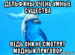 дельфины очень умные существа ведь они не смотрят модный приговор