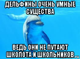 дельфины очень умные существа ведь они не путают школота и школьников